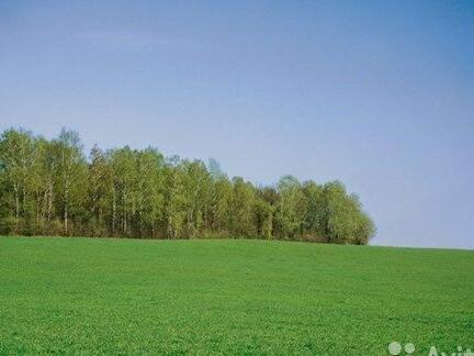 Продам поле. Черничные поля. 5000 Соток. Генплан Черничные поля. Поля Боровский.