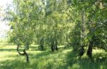 Земельные участки - Кемеровская область, Белово, с.вишневка фото 1