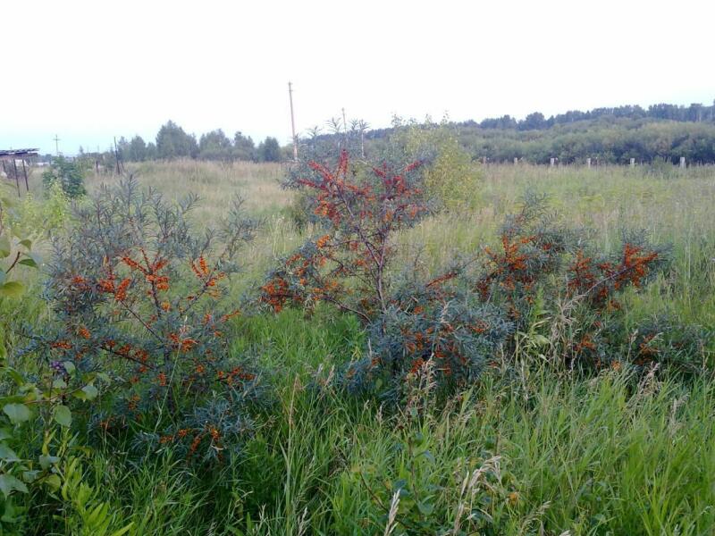 Где Купить В Челябинской Области