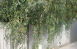Дома, дачи, коттеджи - Самарская область, Приволжье, с приволжье самарская обл фото 1