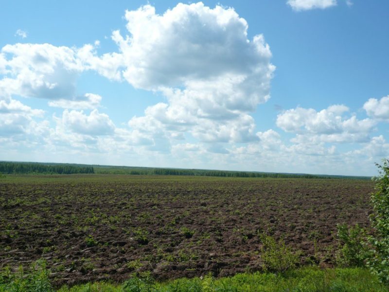 Продам участок сельхозназначения. Фото 1 гектара земли сельхозназначения. Дер Колобовщина. Сколько идёт милиорация земель. Земли авито поля продажа.