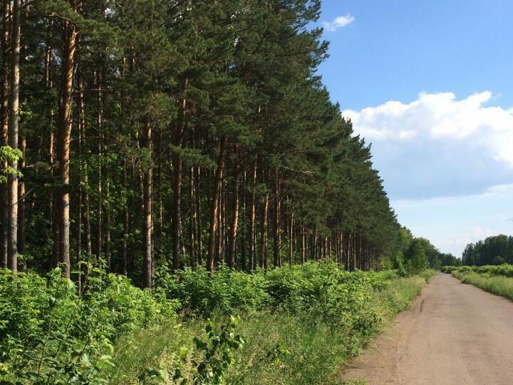 Участки омск. Березовый стан. Землей НП Пазну.