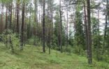 Земельные участки - Псковская область, Гдов, Красивое лесное озеро Забельское фото 1