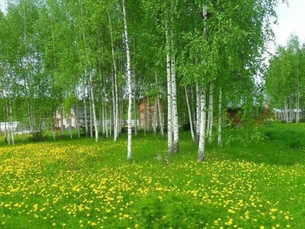 Деревня роща. Веселёво Наро-Фоминский район. Деревня роща Наро-Фоминский район. Деревня Веселево. Деревня Норофоминский район.