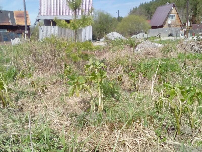 Погода березит. Дальний Березит. Березит. Дальний Березит 198.