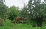 Дома, дачи, коттеджи - Алтайский край, Белокуриха, ул Алтайская, 103 фото 6