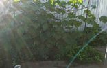 Дома, дачи, коттеджи - Волгоградская область, Урюпинск, Ольшанское сельское поселение фото 10