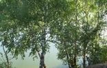 Земельные участки - Владимирская область, Александров, ДПК Соколиное Гнездо фото 2