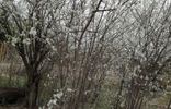 Земельные участки - Астрахань, садовое товарищество Вышкомонтажник, Приволжский р-н фото 1