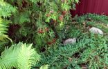 Дома, дачи, коттеджи - Омск, садоводческое некоммерческое товарищество Зелёная Падь, 10-я аллея, 40, Омский р-н фото 3