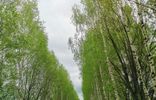 Дома, дачи, коттеджи - Владимирская область, Суздаль, садовое некоммерческое товарищество Строитель фото 2