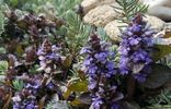 Дома, дачи, коттеджи - Крымский полуостров, Саки, садоводческий потребительский кооператив Весна фото 10